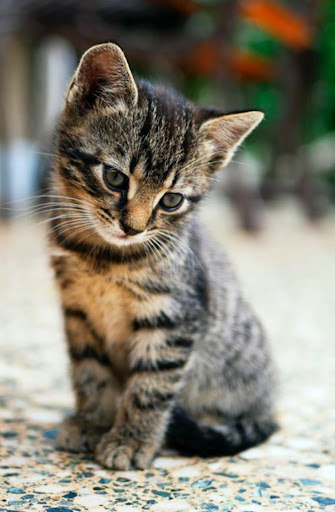 ALYNN VETERINARY CLINIC & SURGERY PUCHONG | KLINIK HAIWAN PUCHONG (GROUND FLOOR)