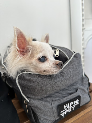 Little Paws Veterinary Clinic