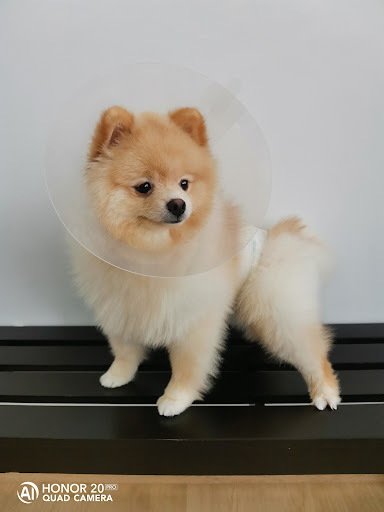 Little Pets Veterinary Clinic