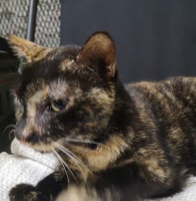 Mencari Klinik Anjing Terbaik: Panduan Lengkap Dog Clinic Near Me