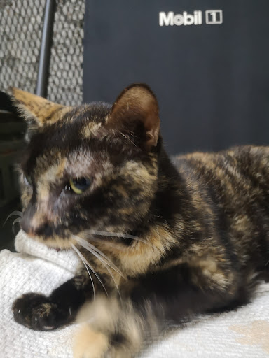 Klinik Veterinar Al Falah Kota Masai