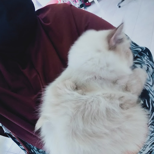 Klinik Haiwan Niveetha