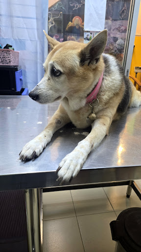 Klinik Veterinar Glory