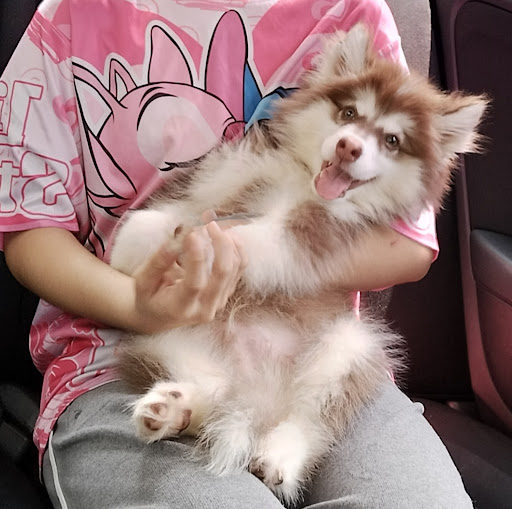 LNB Doctor Paw Veterinary Centre