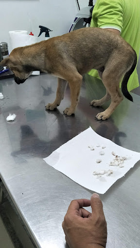 JB Animal Medical Clinic