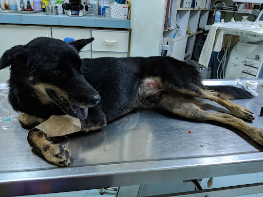 Koh Animal Clinic & Surgery (Vet Partners - Taman Kebun Teh)
