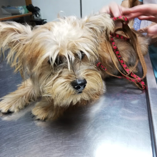 Haiwan Veterinary Centre Clinic & Surgery