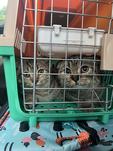 Klinik Veterinar Premier