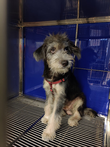 Noah's Ark Animal Clinic Pulai