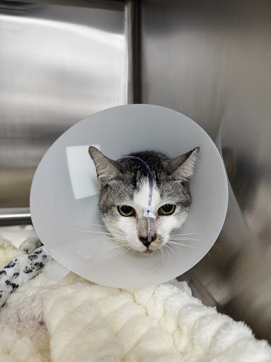 Southern Veterinary Medical Centre