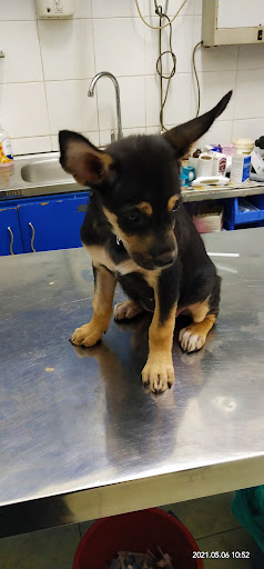 Batu Animal Clinic & Surgery