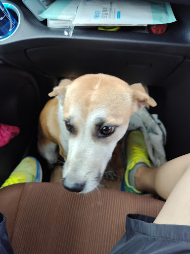 Klinik Haiwan Dr. Ain