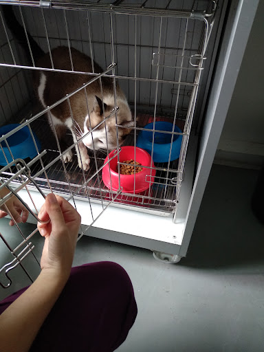 Klinik Veterinar Larkin ( cat clinic)