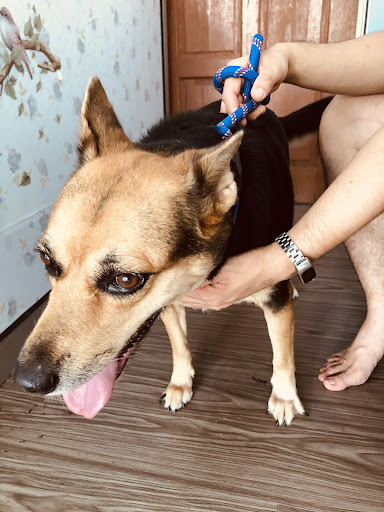 Klinik Haiwan CT VET