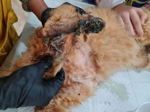 Da'One Cats House & Cats Spa