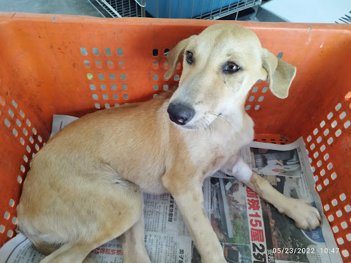 Kluang Pet Medical Centre