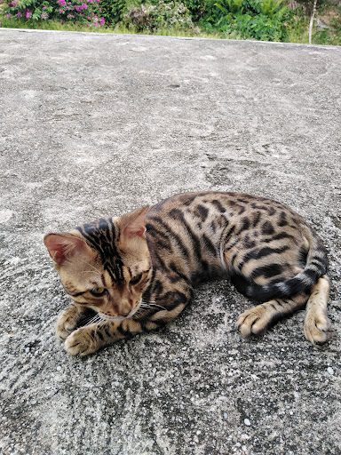 Klinik Family Veterinar Kota Tinggi