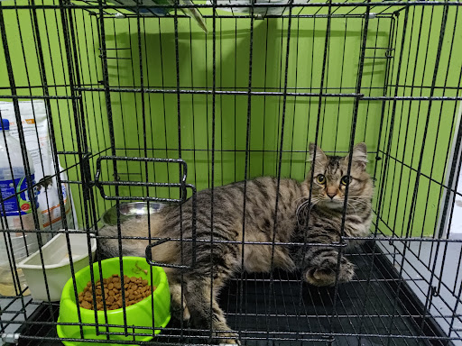 Klinik Veterinar Kota Takzim