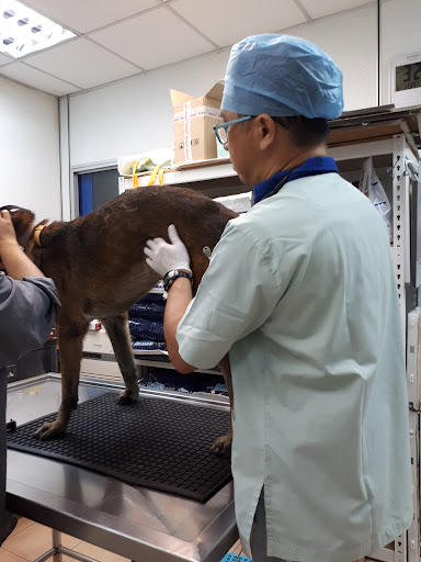 Permas Animal Clinic & Surgery