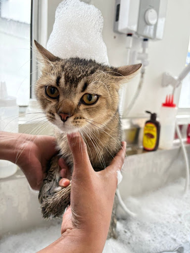 Totally Cat Veterinary Clinic