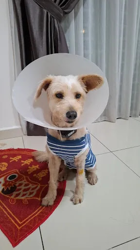 Lighthouse Animal Clinic 曙光兽医诊所