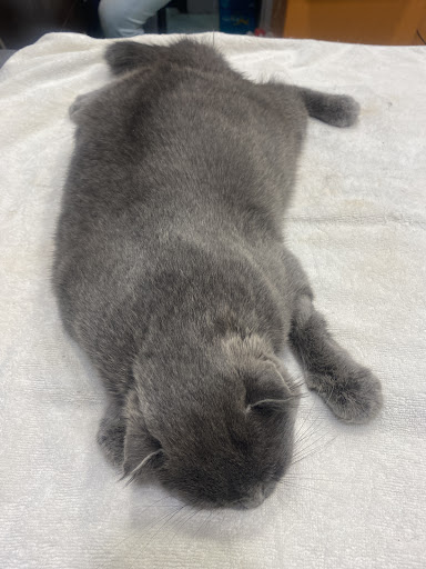 Miracle Veterinary Surgery