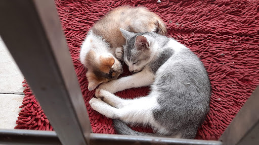 Kulaijaya District Veterinary Services Office