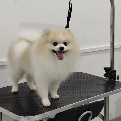 V Pet Grooming &Pet Hotel Services