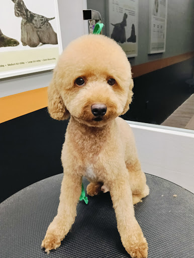 JJ Pet Grooming & Boarding Services