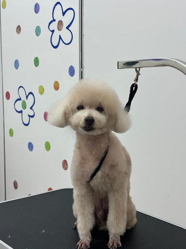 bilu bilu pet salon