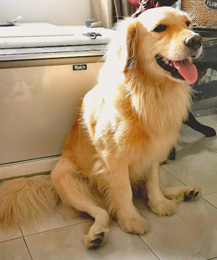 Paw Station Pet Services