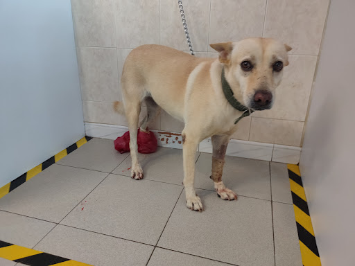 Klinik Haiwan & Surgeri, Dr.Ravinderan, 2504-A Pekan Pumpong 05250 Alor Setar.