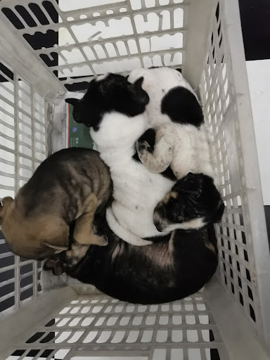 Klinik Haiwan Universal, Tandop, Alor Setar