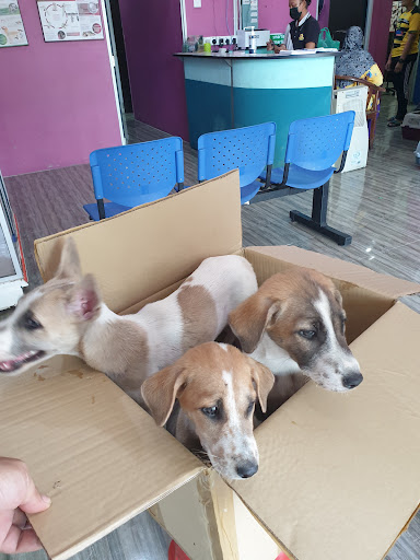 Klinik Haiwan & Surgeri Darul Aman