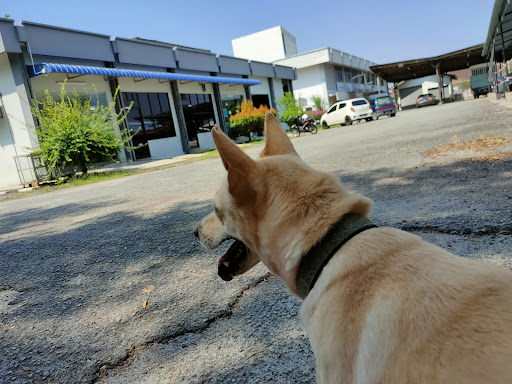 Klinik Kucing Jabatan Veterinari Negeri Kedah