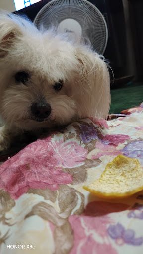 Loving Animal Clinic (Klinik Haiwan Kesayangan)