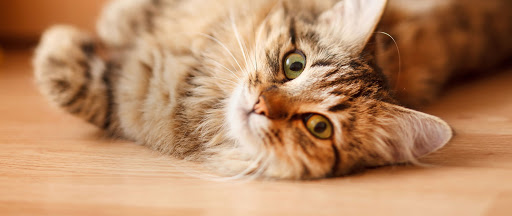 Furmily Animal Medical Centre