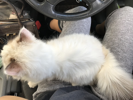 Klinik Haiwan Dr Ameerul