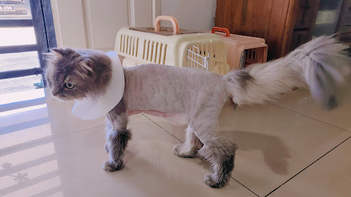 BIFILA PET SHOP X BIFILA PREMIUM CAT HOTEL & SPA