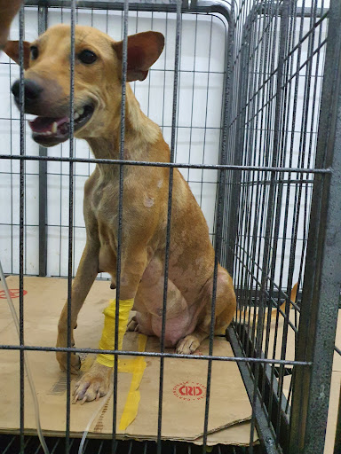 Vet O Vet Animal Medical Centre