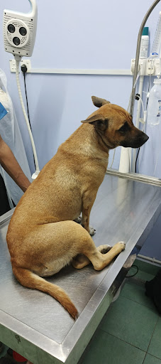 Klinik Haiwan Jertih