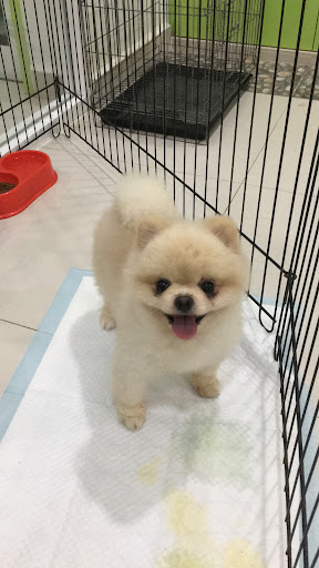 B&D Pet Store