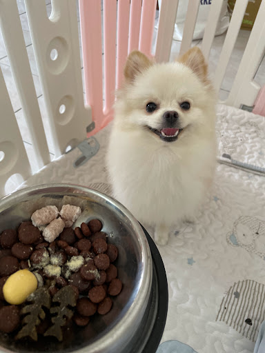 Mamamia Pet Sitter & Dog Hotel Kota Bharu