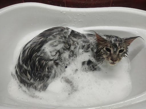 Planet Pet's Shop Hotel & Spa