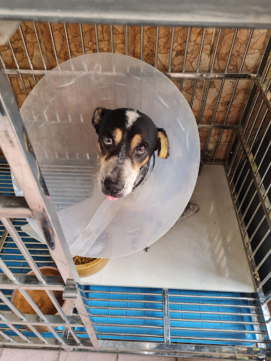 Klinik Haiwan Dan Surgeri Lembah Maju/ Lembah Maju Veterinary Clinic