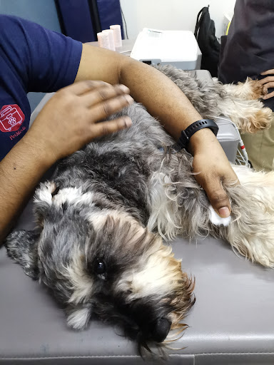 LeeVet Clinic Sdn Bhd | Kuchai Lama