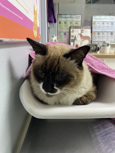 G Veterinary Clinic & Surgery