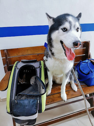 JB Animal Medical Clinic