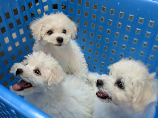Sea Park Animal Polyclinic