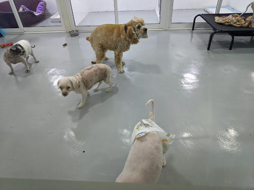 VPAC - Vets for Pets Animal Clinic Solaris Mont Kiara